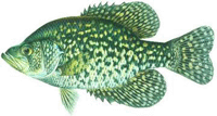 Black Crappie 
