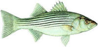 Striped Bass