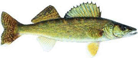 Walleye